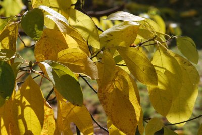 Sassafras albidum - kašta bělavá - podzimní listy